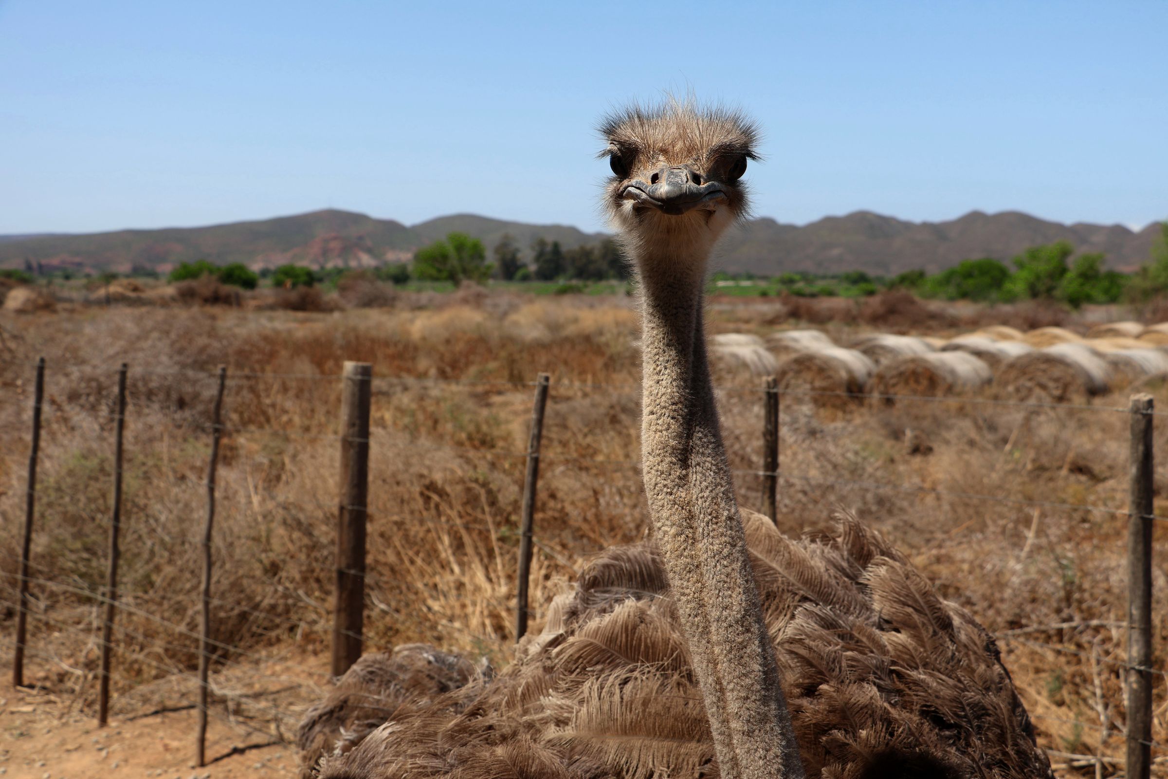 Tag 8 – Straußenfarm