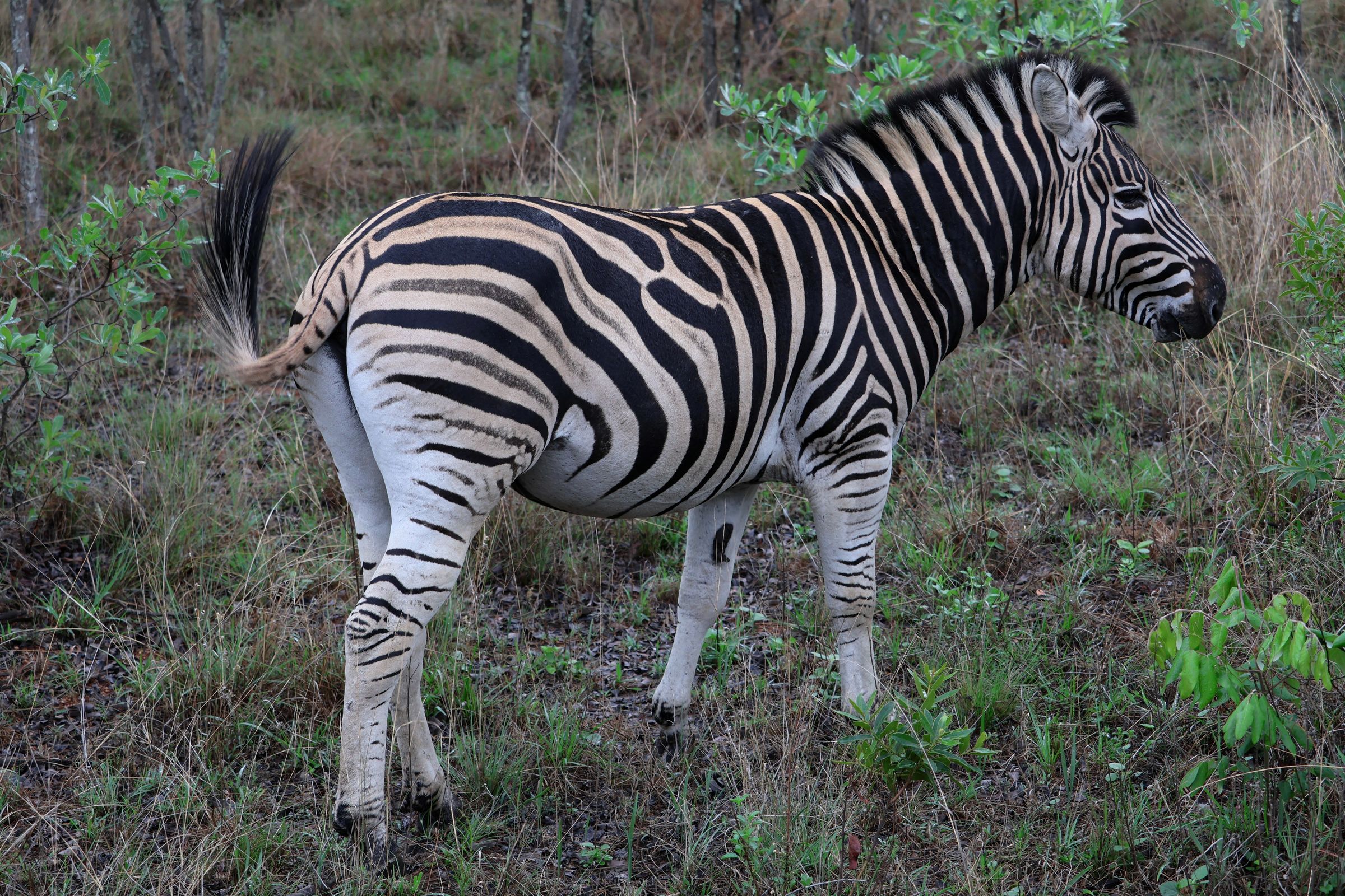 Tag 19 – Welgevonden Game Reserve