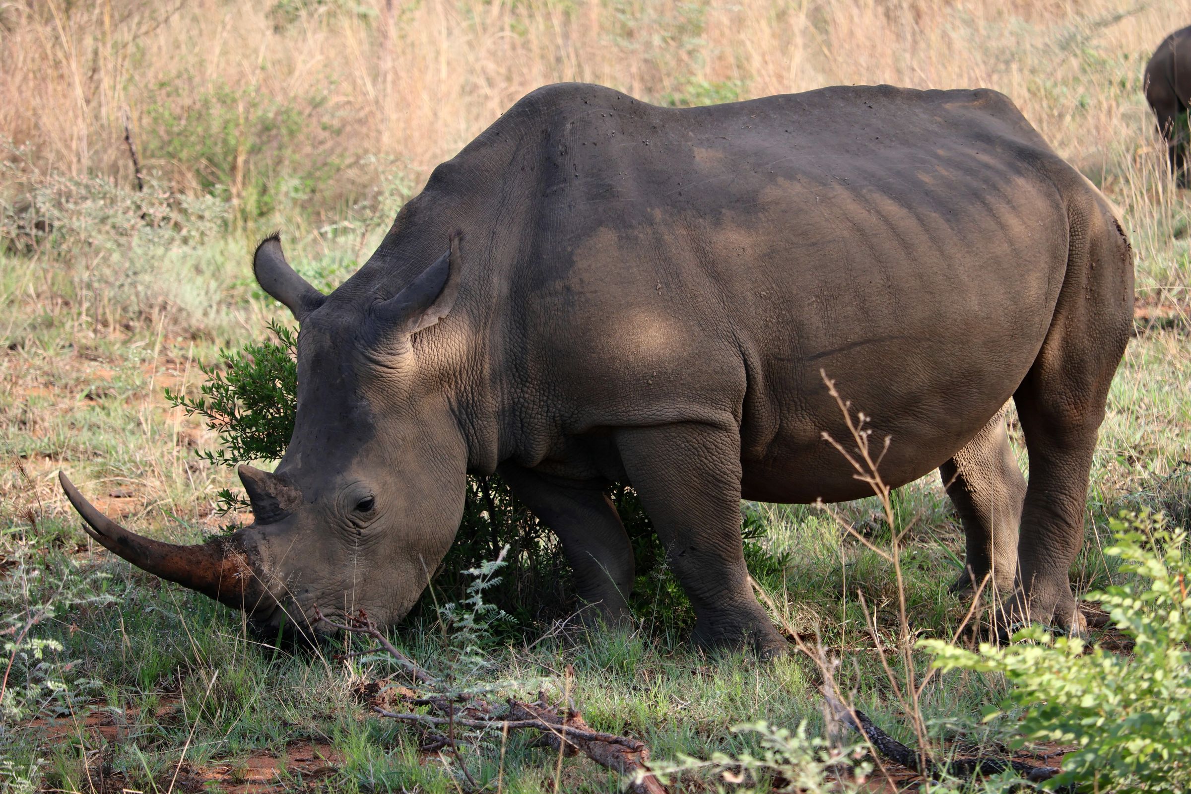 Tag 20 – Tag der Nashörner